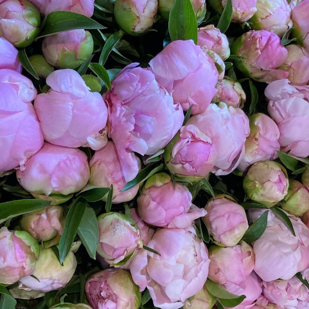 Bouquet de Pivoines, par Aux Caprices des Fleurs, fleuriste à Ville-d'Avray