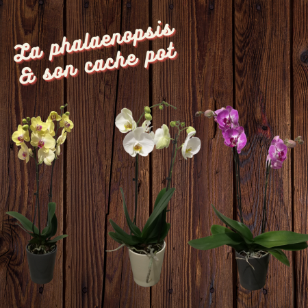 votre artisan fleuriste vous propose le bouquet : Phalaenopsis