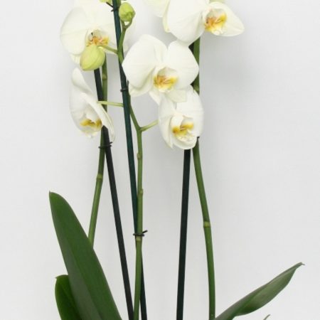votre artisan fleuriste vous propose le bouquet : Phalaenospis Blanche