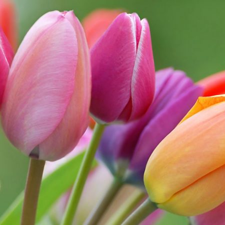 votre artisan fleuriste vous propose le bouquet : Tulipes