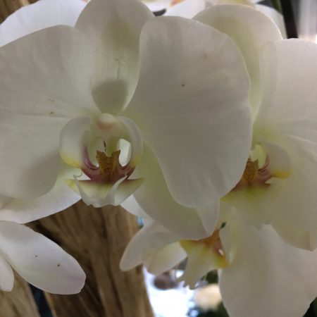 votre artisan fleuriste vous propose le bouquet : Orchidée blanche 2 tiges