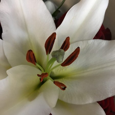 votre artisan fleuriste vous propose le bouquet : Lys Blanc