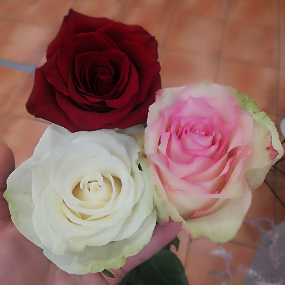 Grande Rose, par Les jardins d'Arcadie, fleuriste à Saint-Herblain