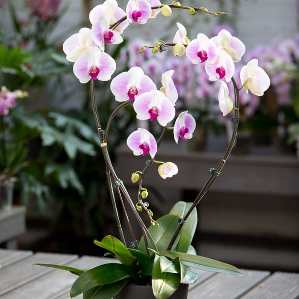 Orchidée Prestige, par Chatou Fleurs, fleuriste à Chatou