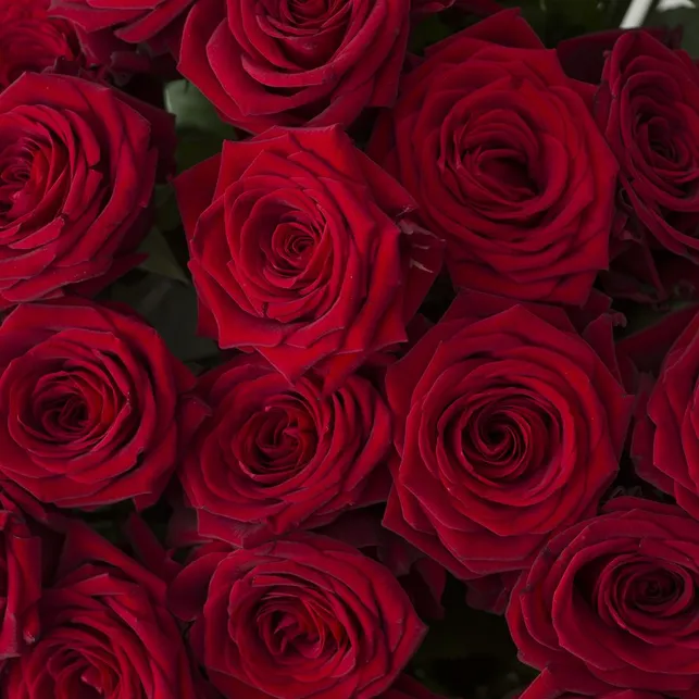 Rose Rouge, par Chatou Fleurs, fleuriste à Chatou