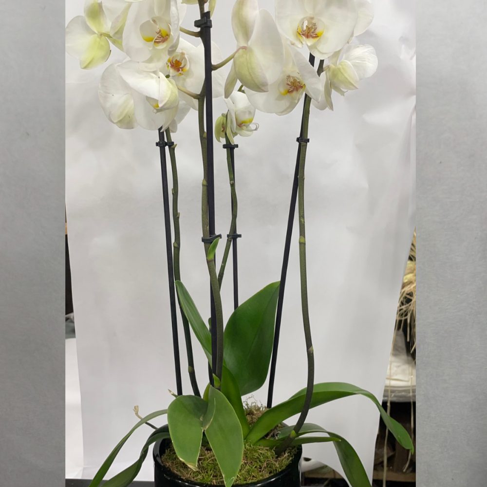 Orchidées, par Le Studio, fleuriste à Paris