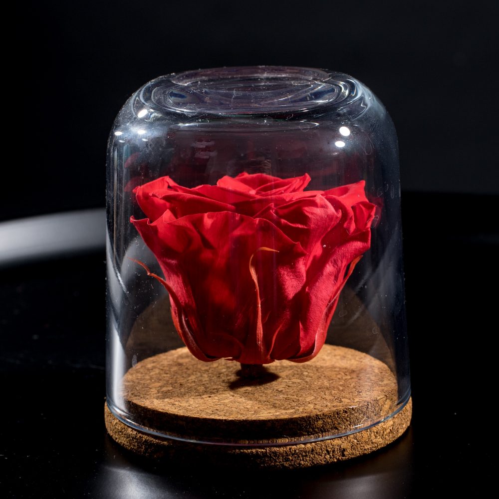 Rose Éternelle parfumée sous cloche, par A'rt Végétal, fleuriste à Toulouse