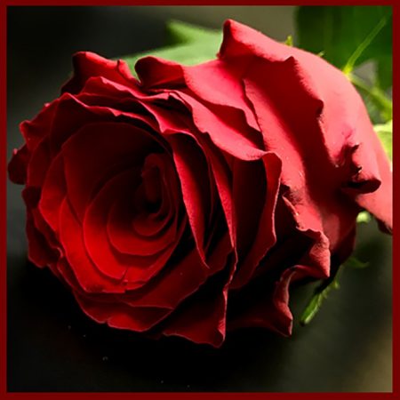 7 Roses Rouge, par A'rt Végétal, fleuriste à Toulouse