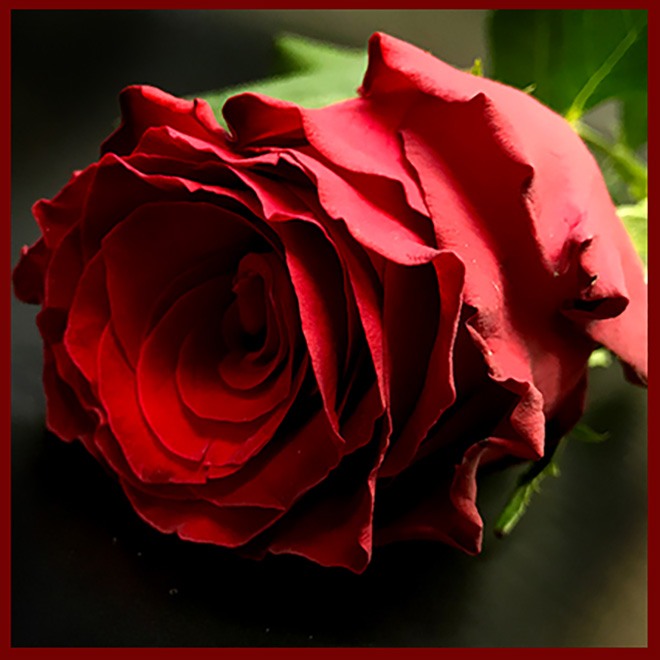 5 Roses Rouge | Livraison à Toulouse | A'rt Végétal
