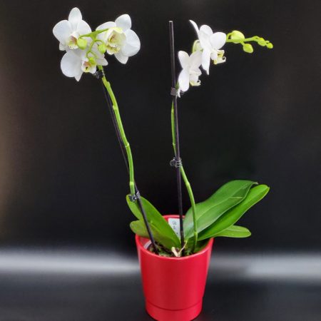 Plante d'intérieur Orchidée, par Aux Matins en Fleurs, fleuriste à Pézenas