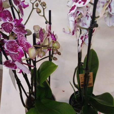 Orchidée Phalaenopsis, par Au Dipladenia, fleuriste à Lille