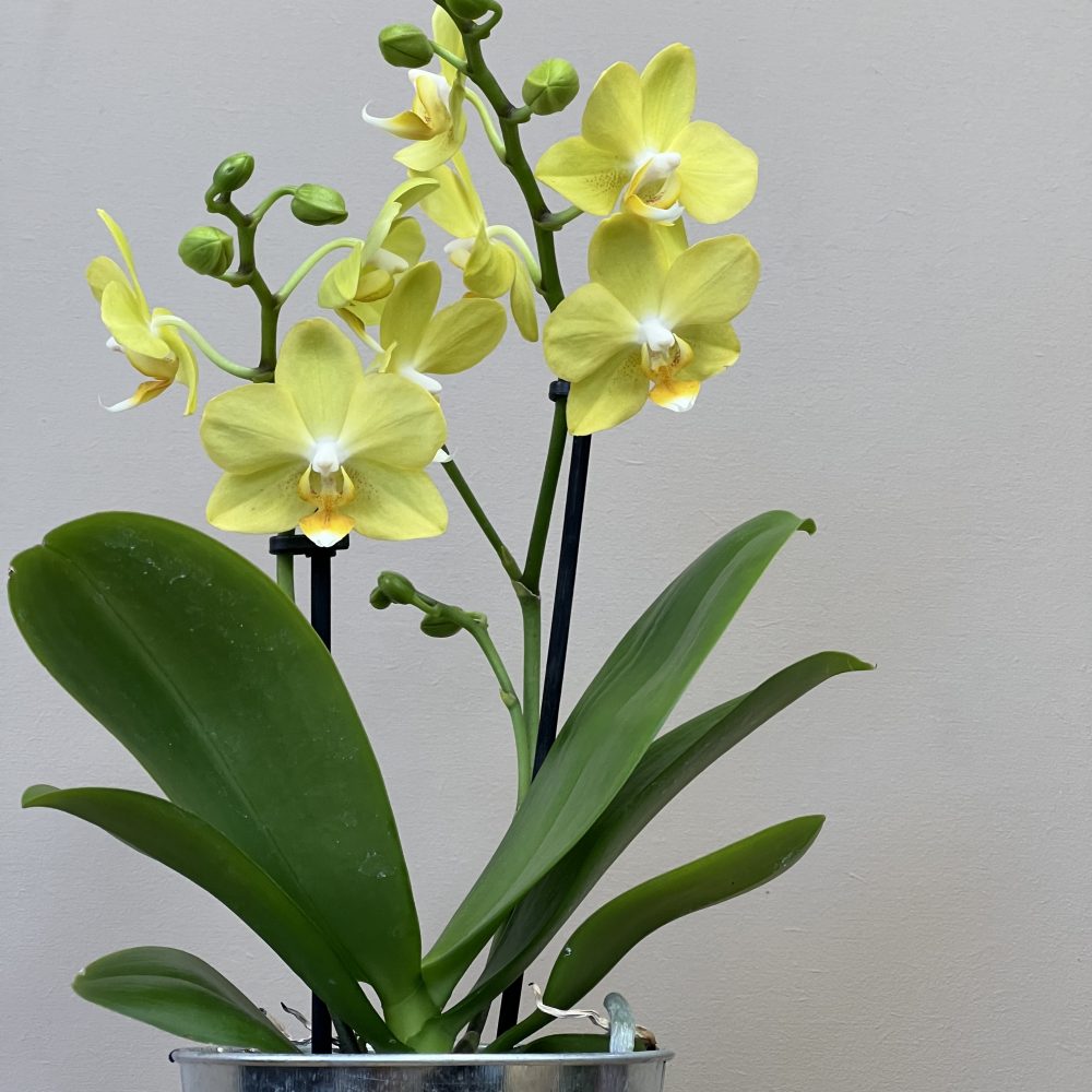 Minis orchidées Jaunes, par Langage Des Fleurs, fleuriste à Bastia