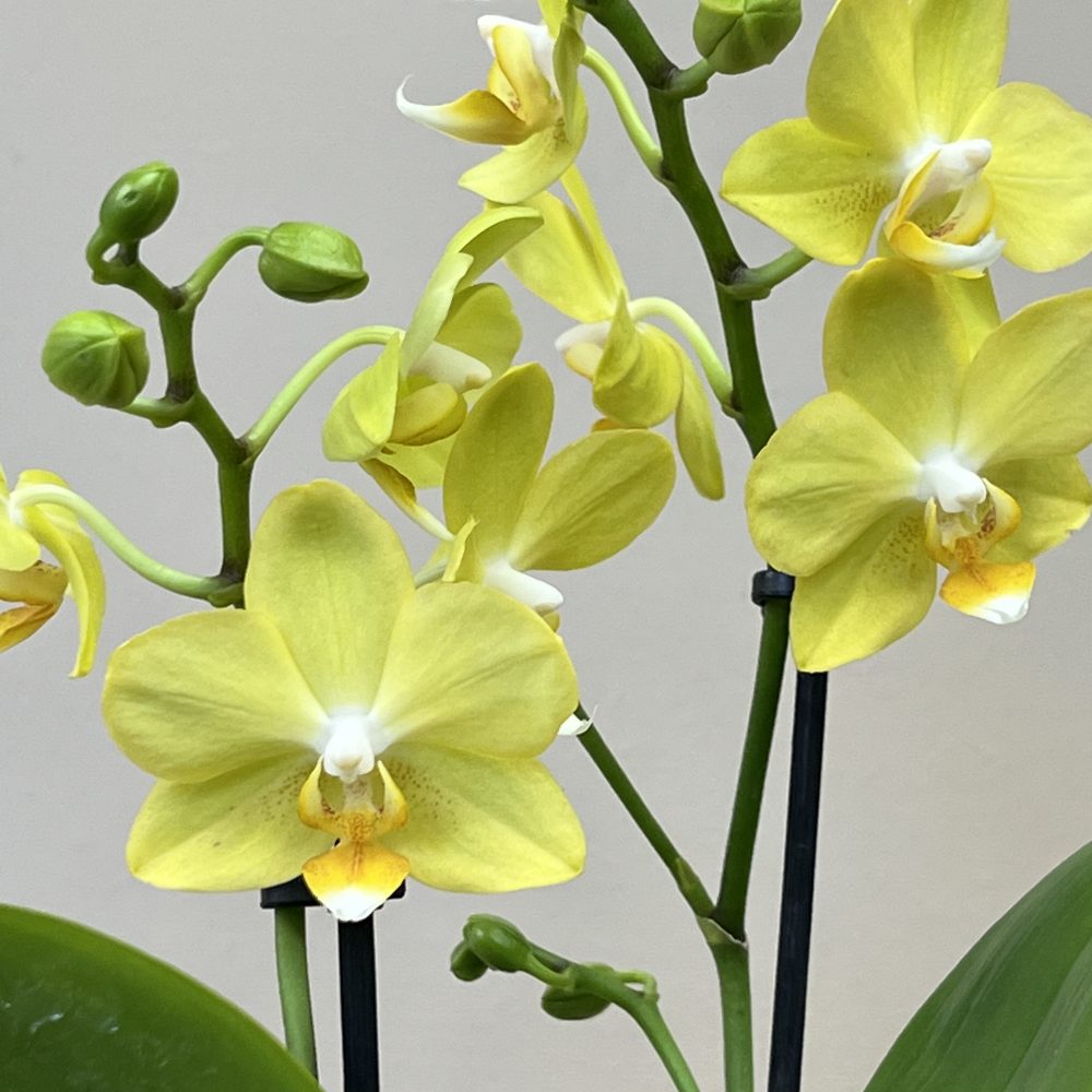 Minis orchidées Jaunes, par Langage Des Fleurs, fleuriste à Bastia