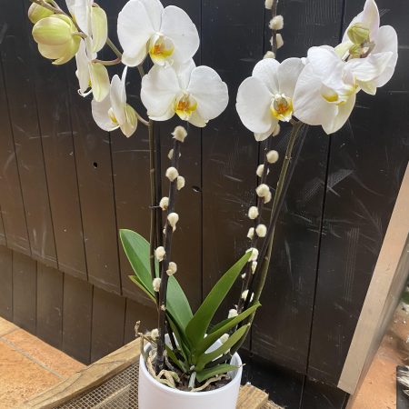 Nos belles orchidées, par Les fleurs du passage, fleuriste à Rouen