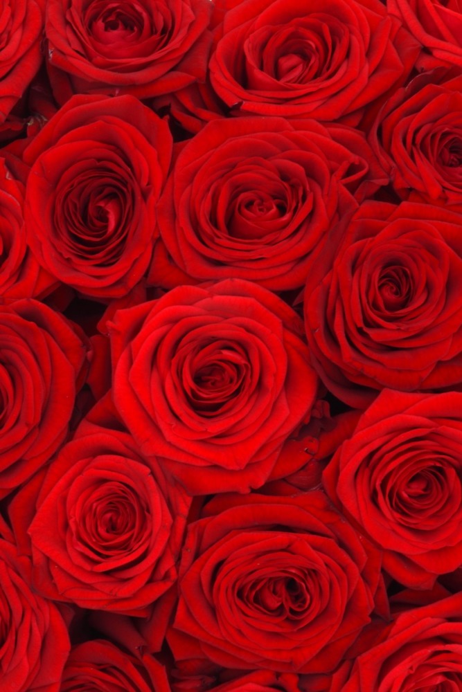 Roses Rouges, par Ambelle Déco Fleuriste, fleuriste à Marseille