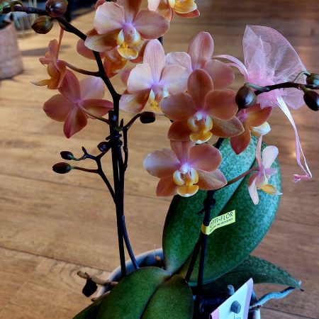 Orchidee très odorante!, par La Rose de Cascia, fleuriste à Vendeville