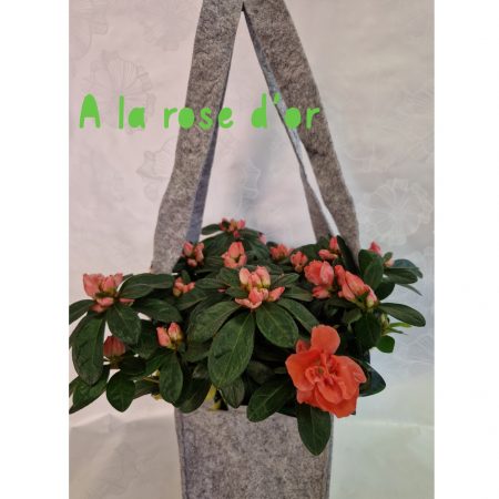 Azalée dans son sac de laine, par A La Rose d'Or, fleuriste à Narbonne