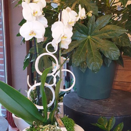 Montage orchidées, par Fleurs Baccara, fleuriste à Dour