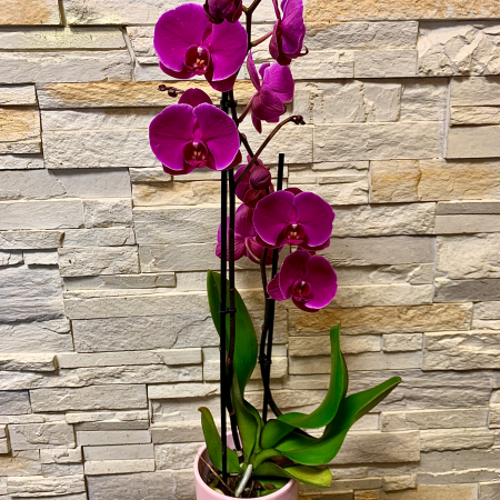 Orchidée rose ou violette, par Les Fleuristes de la Bijude, fleuriste à Biéville-Beuville