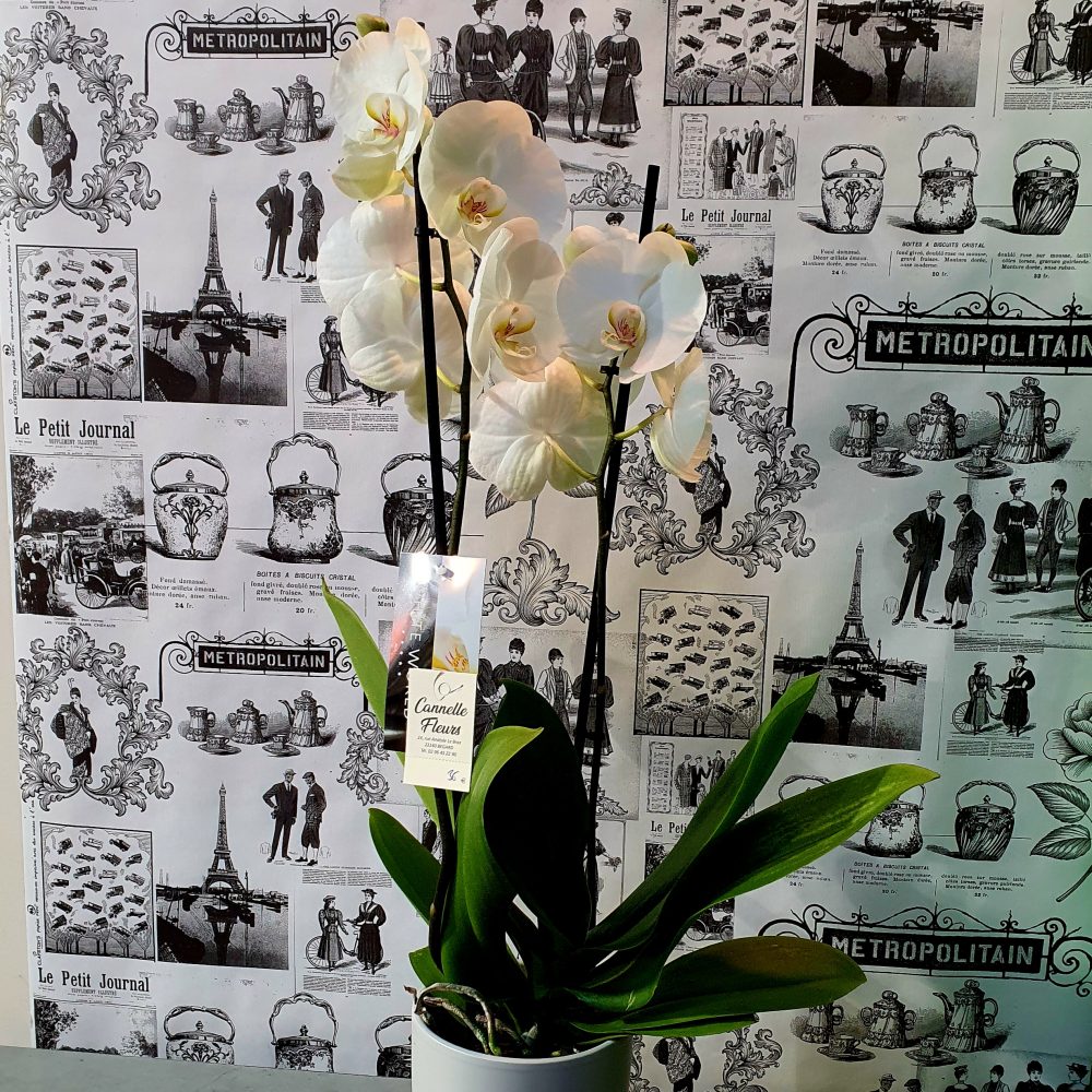 Orchidée Phalaenopsis blanc 2 tiges, par Cannelle Fleurs, fleuriste à Bégard