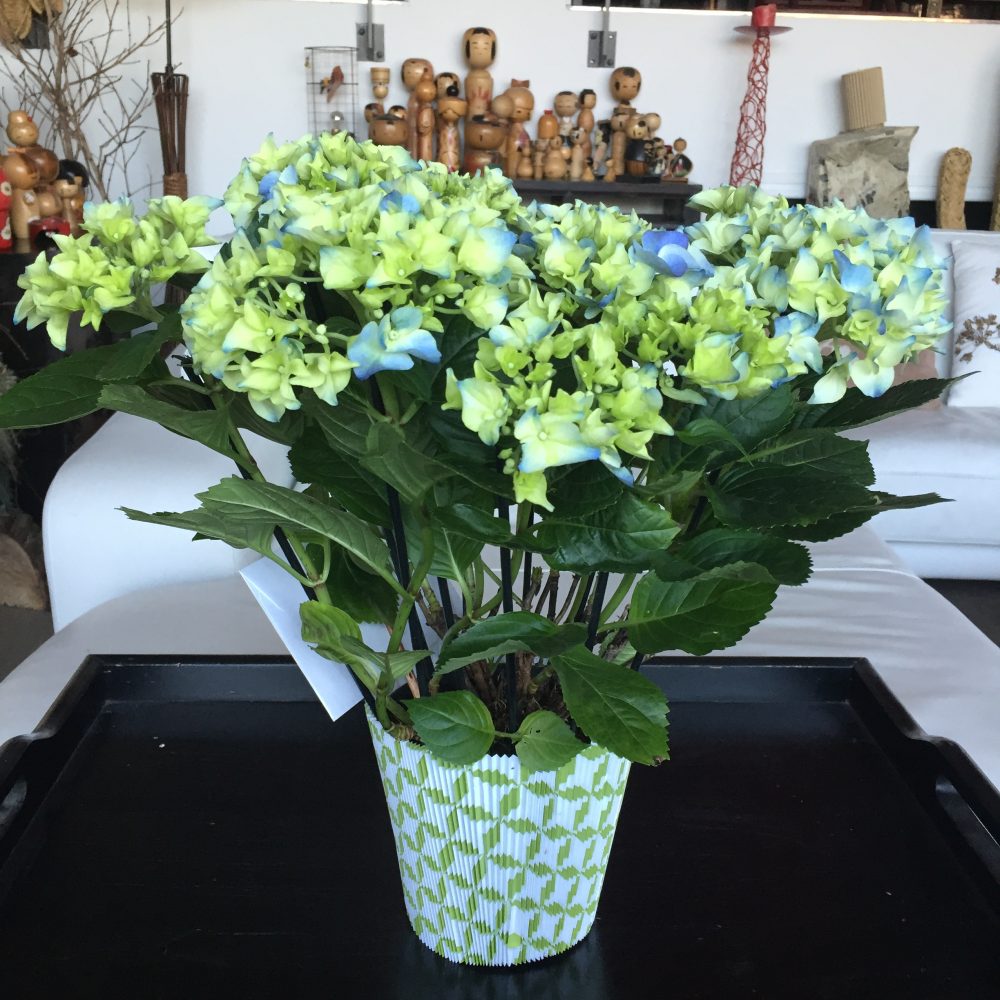 Hortensia, par Hanakawa, fleuriste à Meudon