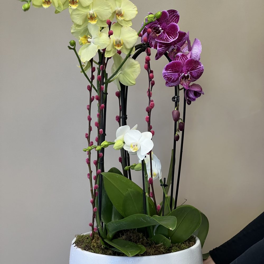 Coupe D'orchidées, par Langage Des Fleurs, fleuriste à Bastia