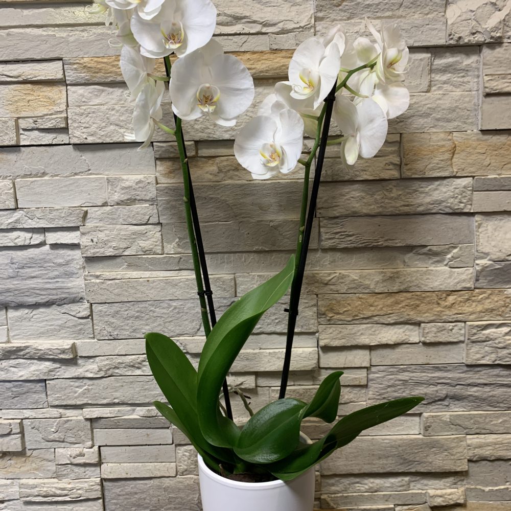Orchidée blanche, par Les Fleuristes de la Bijude, fleuriste à Biéville-Beuville