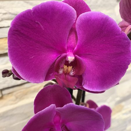 Orchidée rose ou violette, par Les Fleuristes de la Bijude, fleuriste à Biéville-Beuville