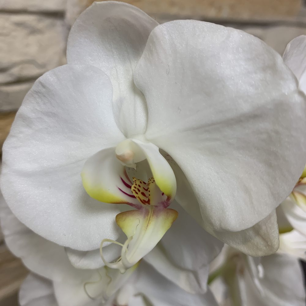 Orchidée blanche, par Les Fleuristes de la Bijude, fleuriste à Biéville-Beuville