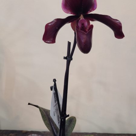 Orchidée, par Vert Tige Luçon, fleuriste à Luçon