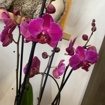 Orchidée 2 tiges, par A L'Epi Fleuri, fleuriste à Montereau-Fault-Yonne