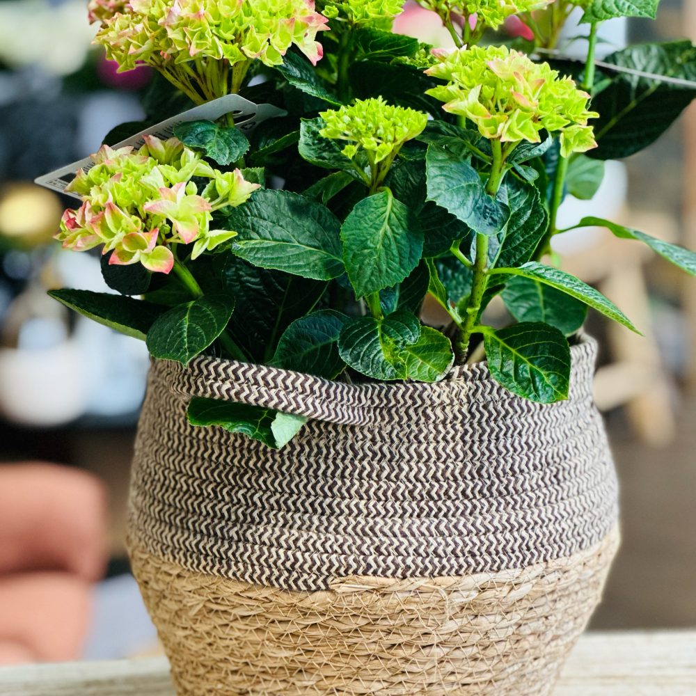 hortancia, par Art Floral Le Puy en Velay, fleuriste à Le Puy-en-Velay