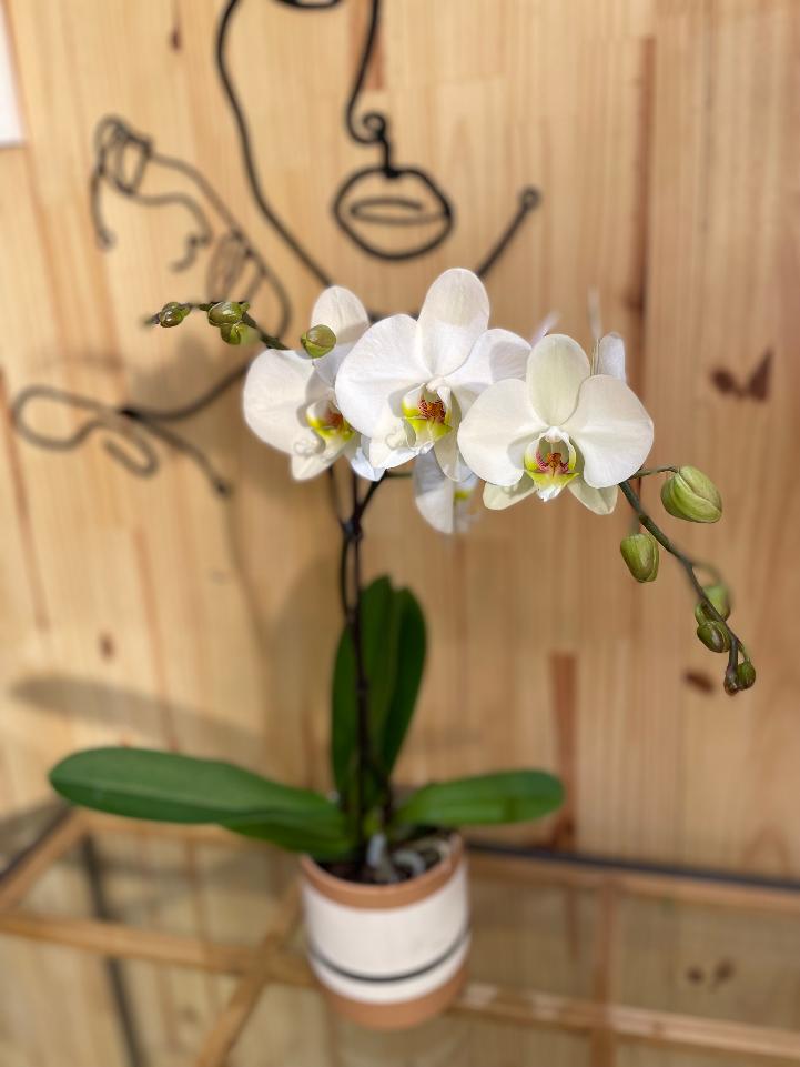 Plante d'orchidée blanches, par L'Enchantement, fleuriste à Lyon