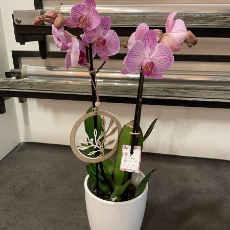 Orchidée, par Le Temps D'Une Rose, fleuriste à Neuf-Brisach