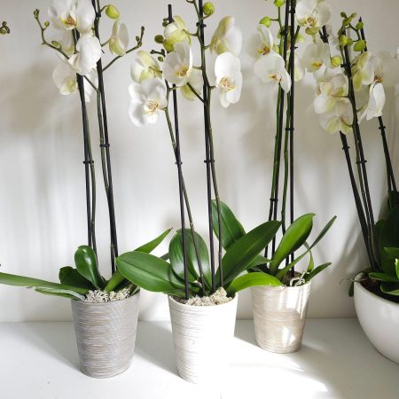 Orchidée 2 branche blanche, par Isabelle Fiori's, fleuriste à Porto-Vecchio