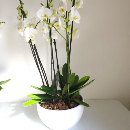 Coupe orchidées, par Isabelle Fiori's, fleuriste à Porto-Vecchio