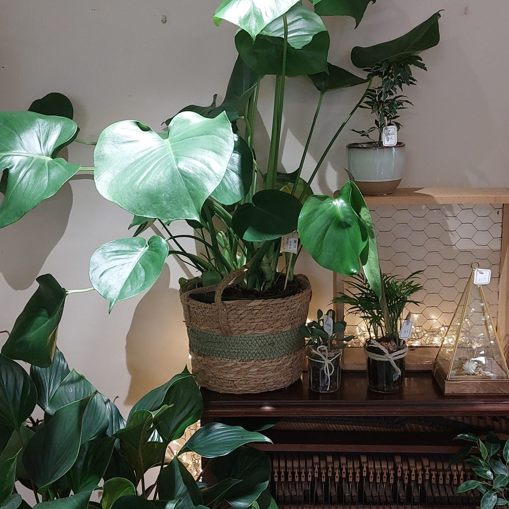 Philodendron Monstera – Plante verte d'intérieur avec son Cache Pot, Livraison à Ondres