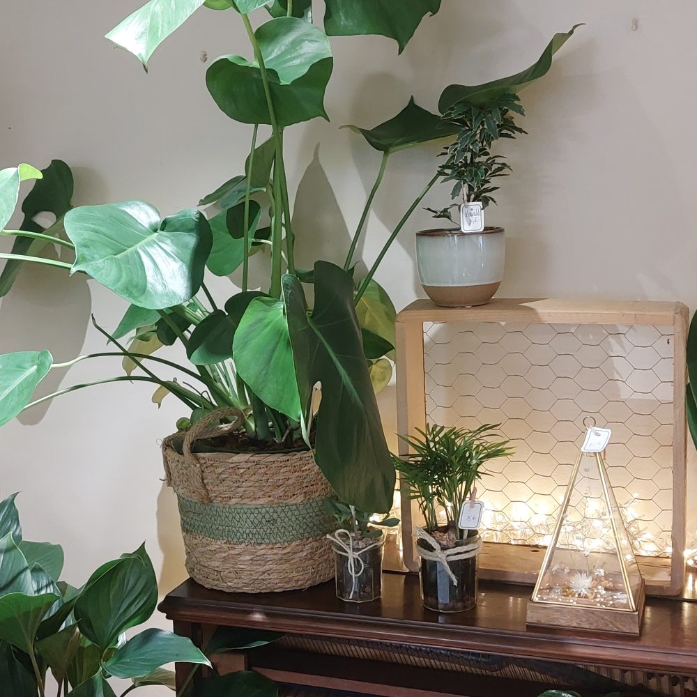 Philodendron Monstera – Plante verte d'intérieur avec son Cache Pot, Livraison à Ondres