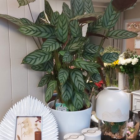 Philodendron avec tuteur (Monstera) Livraison Paris Bordeaux