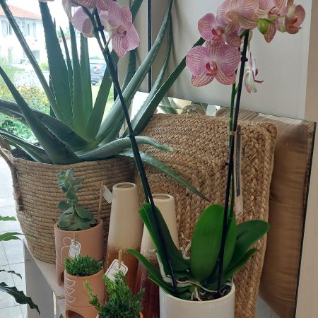 Orchidée Phalaenopsis - Plante Fleurie d'intérieur avec Cache Pot, par Gaïa, fleuriste à Ondres