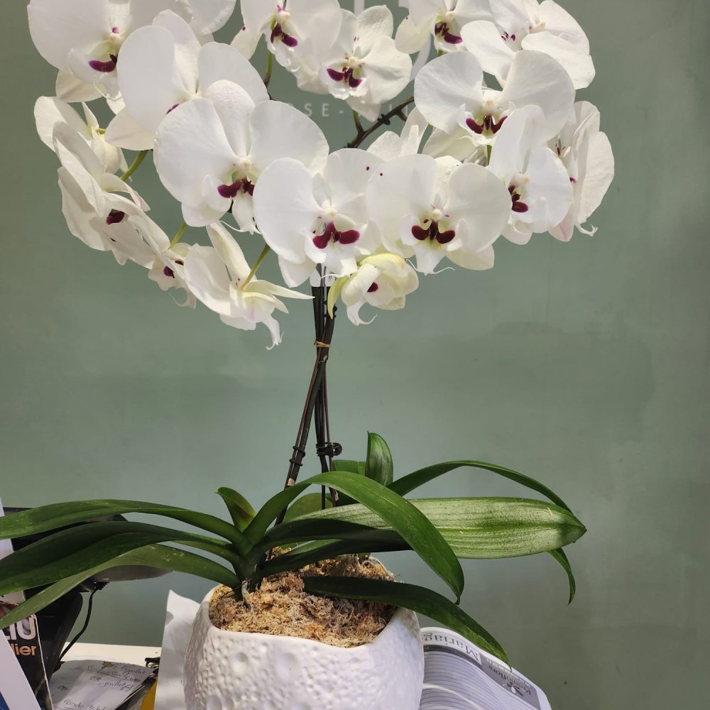 Fleurons d'orchidée phalaénopsis - Livraison orchidée