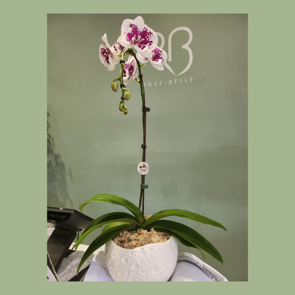 Orchidée colorée avec cache-pot (2) - Amaryllis Fleurs Interflora Paris  15ème