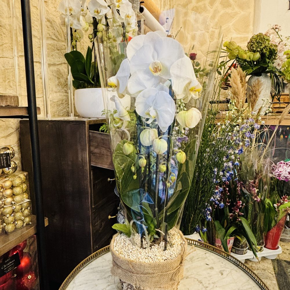 Pot d'orchidée, Livraison à Paris