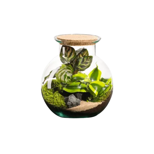 Terrarium Havana S Calathéa – Dracaena Tornado – Roche Volcanique et sable, par Végétalys, fleuriste à Maromme