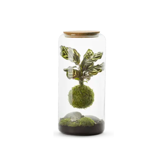 Terrarium Mia Kokedama Calathéa suspendu, par Végétalys, fleuriste à Maromme