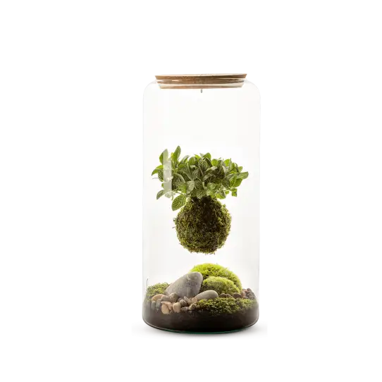 Terrarium Mia Kokedama Fittonia suspendu, par Végétalys, fleuriste à Maromme