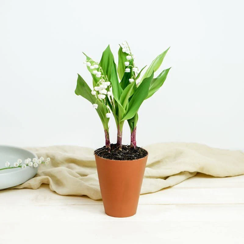 Pot de muguet, par J-Flow, fleuriste à Saint-Leu
