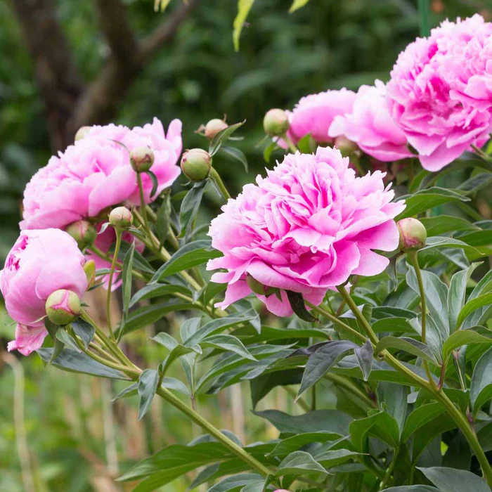 Bouquet de Pivoines, par Le Garden, fleuriste à Avignon