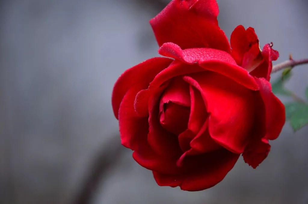 Magnifique fleur rouge des artisans fleuristes Sessile