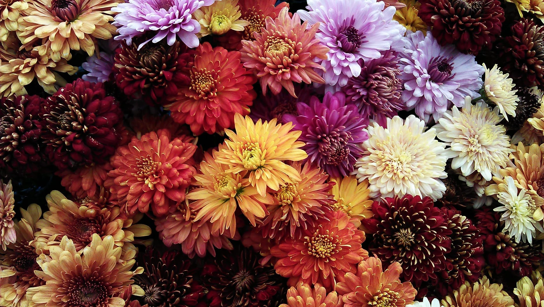 Les chrysanthèmes, une fleur emblématique de l'automne